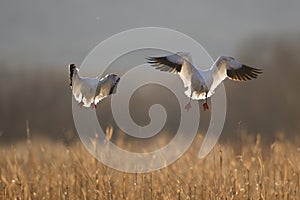 Snow Geese winter in the Southwest