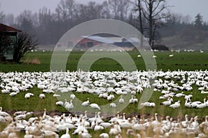 Snow Geese Wintering on Farm photo