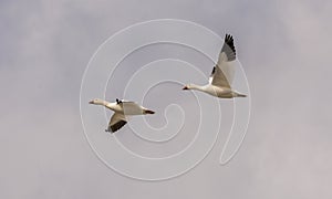 Snow geeses flying to the Arctic photo