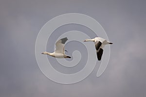 Snow geeses flying to the Arctic