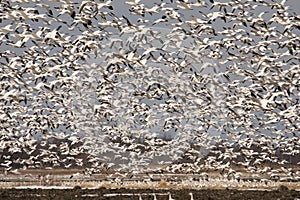 Snow geeses taking off for it migration photo