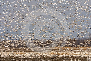 Snow geeses taking off for it migration photo