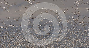 Snow geeses taking off for it migration