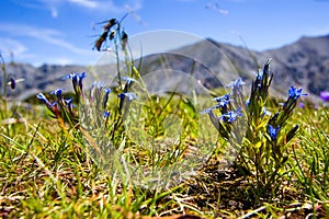 La nieve fiebre Montana alta fiebre ()  floreciente flor montana en 
