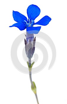 Snow Gentian flower