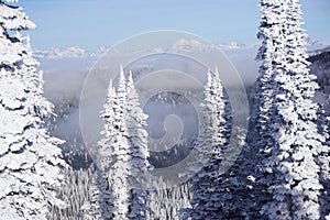 Snow Ghost Sentinels: White Fish Resort White flocked Christmas Trees