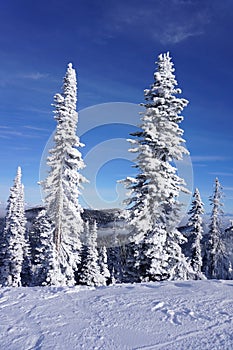 Snow Ghost Sentinels3: White Fish Resort White flocked Christmas Trees