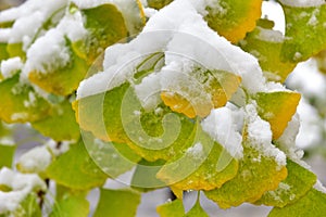 Snow on Ginkgo leaves