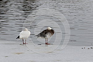The snow goose (Anser caerulescens)