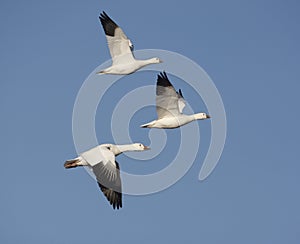 Snow goose, Anser caerulescens