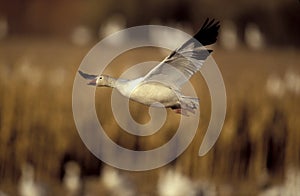 Snow goose, Anser caerulescens