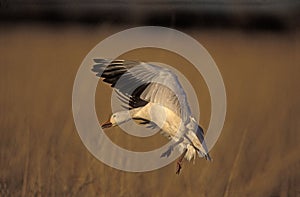 Snow goose, Anser caerulescens