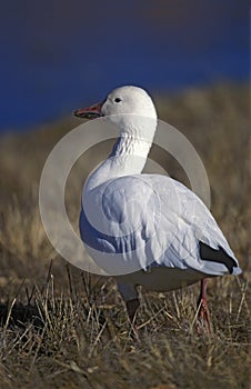 Snow goose, Anser caerulescens