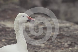 Snow goose, Anser caerulescens, photo captured in Canada photo