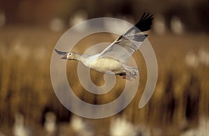 Snow goose, Anser caerulescens photo