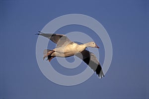Snow goose, Anser caerulescens photo