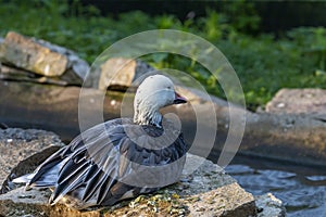 The snow goose Anser caerulescens in a zoopark .