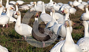 Snow Goose and Blue Geese