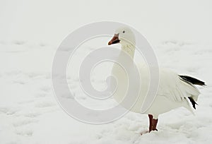 A Snow Goose (Chen caerulescens)