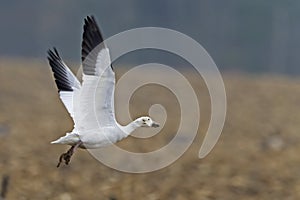 Snow Goose, Chen caerulescens, in flight