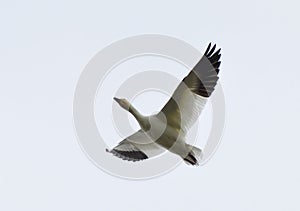 Snow Goose (chen caerulescens) in flight photo