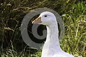 Snow goose - chen caerulescens photo