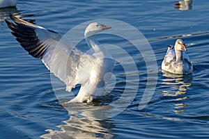 Snow goose or chen caerulescens stretching its wings in the late afternoon sun