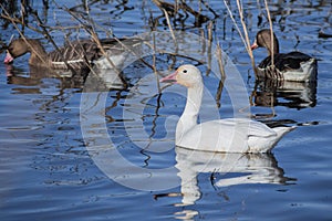 Snow Goose Chen caerulescens swimming in a pond photo