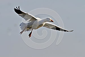 Snow Goose