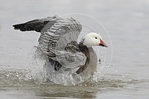 Snow Goose dark morph bathing in a pond in winter