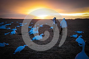 Snow Goose Decoy