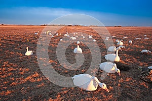 Snow Goose Decoy