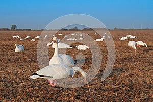 Snow Goose Decoy