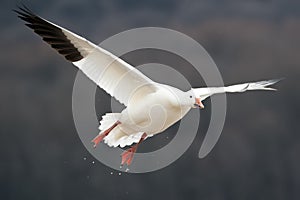 Snow Goose in Flight