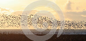 Snow goose flight