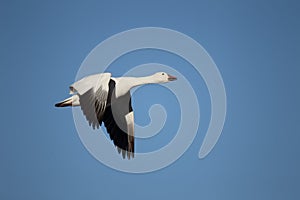 Snow goose in flight