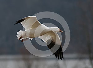 Snow Goose in Flight