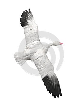 Snow goose in flight isolated.