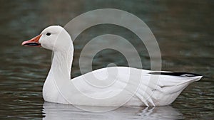 Snow Goose