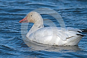 Snow Goose