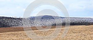 Snow goose flock