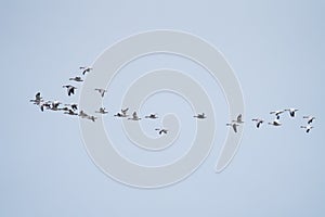 Snow Goose flying in the sky