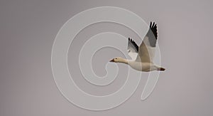 Snow goose flying toward the Arctic