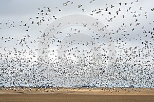 Snow Goose Migration Fall