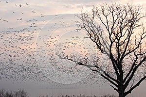 Snow Goose Migration over lake at sunrise