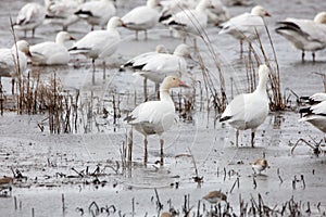 Snow Goose migration at the Pea Island NWR NC photo