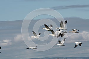 Snow goose migration in Quebec, Canada