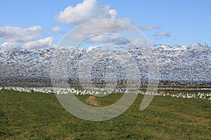 Snow goose migration in Quebec, Canada photo