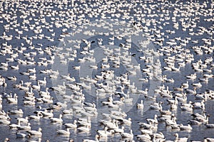 Snow goose migration in springtime