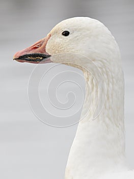 Snow goose portrait